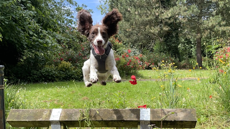 Spud the Springer Spaniel