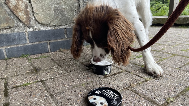 Spud the Springer Spaniel